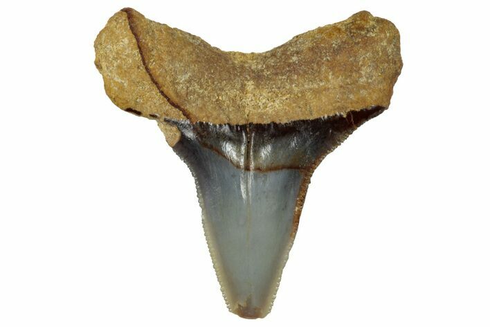 Serrated Fossil Bull Shark Tooth (Carcharhinus) - Angola #259450